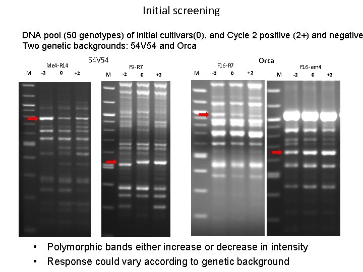 Initial screening DNA pool (50 genotypes) of initial cultivars(0), and Cycle 2 positive (2+)