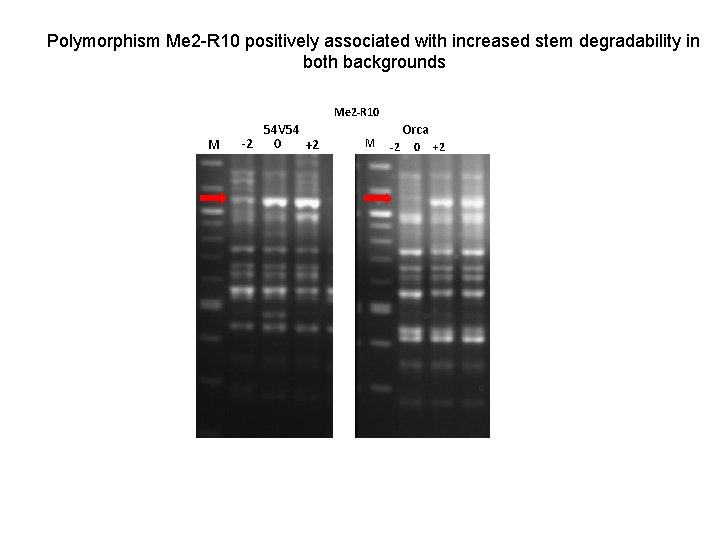 Polymorphism Me 2 -R 10 positively associated with increased stem degradability in both backgrounds