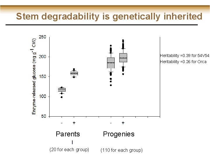 Stem degradability is genetically inherited Heritability =0. 39 for 54 V 54 Heritability =0.