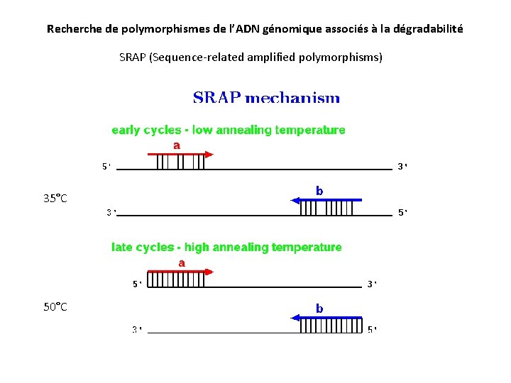 Recherche de polymorphismes de l’ADN génomique associés à la dégradabilité SRAP (Sequence-related amplified polymorphisms)