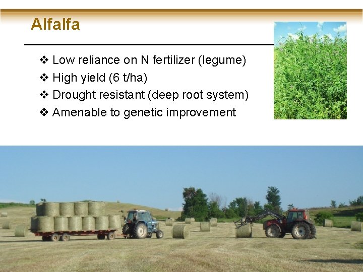 Alfalfa v Low reliance on N fertilizer (legume) v High yield (6 t/ha) v