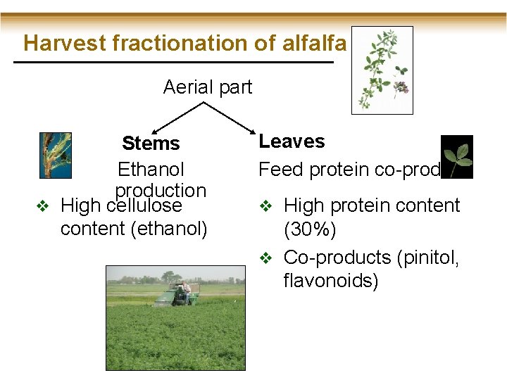 Harvest fractionation of alfalfa Aerial part Stems Ethanol production v High cellulose content (ethanol)