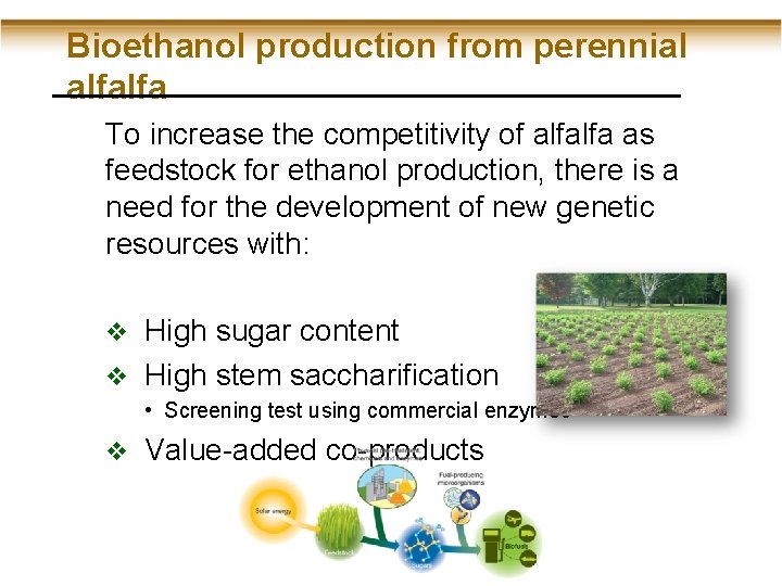 Bioethanol production from perennial alfalfa To increase the competitivity of alfalfa as feedstock for