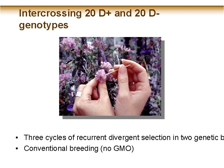 Intercrossing 20 D+ and 20 Dgenotypes • Three cycles of recurrent divergent selection in