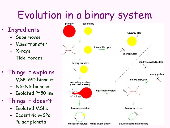 Evolution in a binary system • Ingredients – – Supernovae Mass transfer X-rays Tidal