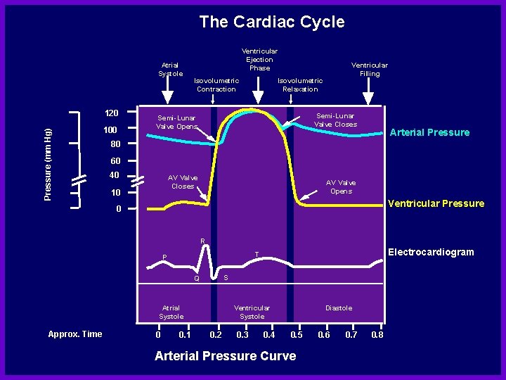 The Cardiac Cycle Atrial Systole Pressure (mm Hg) 120 100 Ventricular Ejection Phase Isovolumetric The Cardiac Cycle Atrial Systole Pressure (mm Hg) 120 100 Ventricular Ejection Phase Isovolumetric