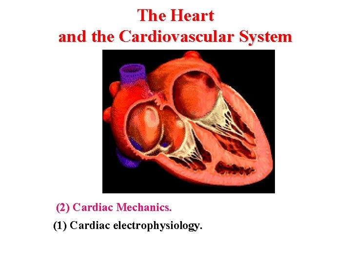 The Heart and the Cardiovascular System (2) Cardiac Mechanics. (1) Cardiac electrophysiology. The Heart and the Cardiovascular System (2) Cardiac Mechanics. (1) Cardiac electrophysiology.