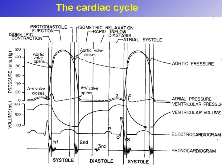 The cardiac cycle The cardiac cycle