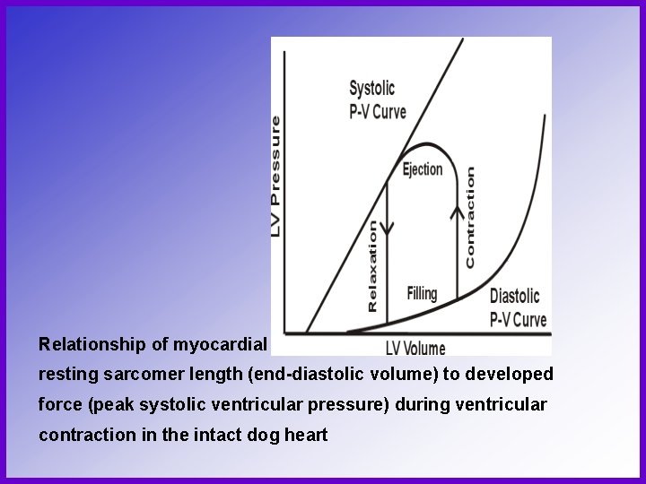 Relationship of myocardial resting sarcomer length (end-diastolic volume) to developed force (peak systolic ventricular Relationship of myocardial resting sarcomer length (end-diastolic volume) to developed force (peak systolic ventricular