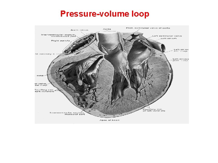 Pressure-volume loop Pressure-volume loop