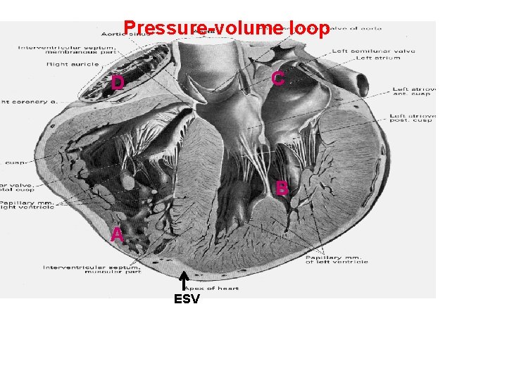 Pressure-volume loop C D B A ESV Pressure-volume loop C D B A ESV