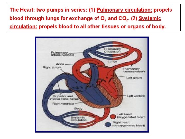 The Heart: two pumps in series: (1) Pulmonary circulation: propels blood through lungs for The Heart: two pumps in series: (1) Pulmonary circulation: propels blood through lungs for