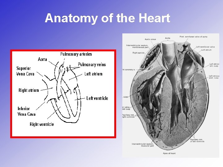 Anatomy of the Heart Anatomy of the Heart