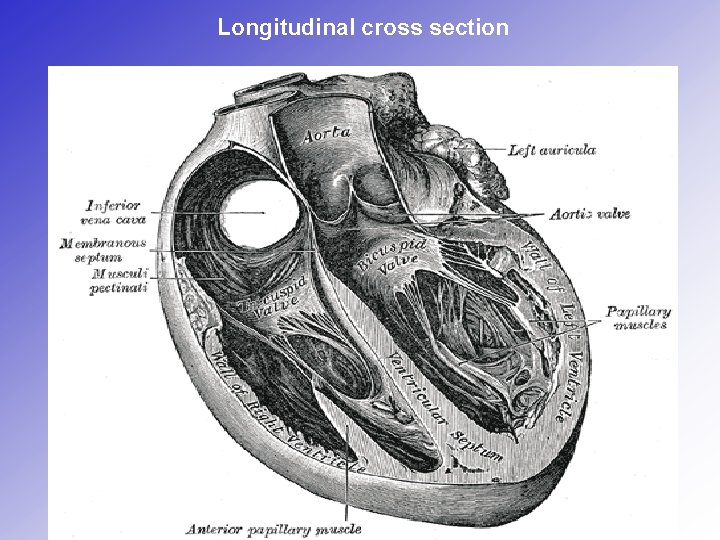 Longitudinal cross section Longitudinal cross section