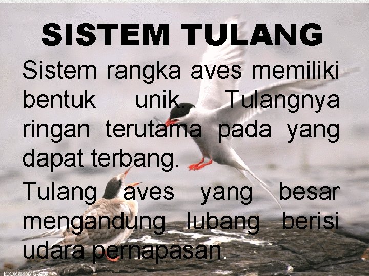 SISTEM TULANG Sistem rangka aves memiliki bentuk unik. Tulangnya ringan terutama pada yang dapat