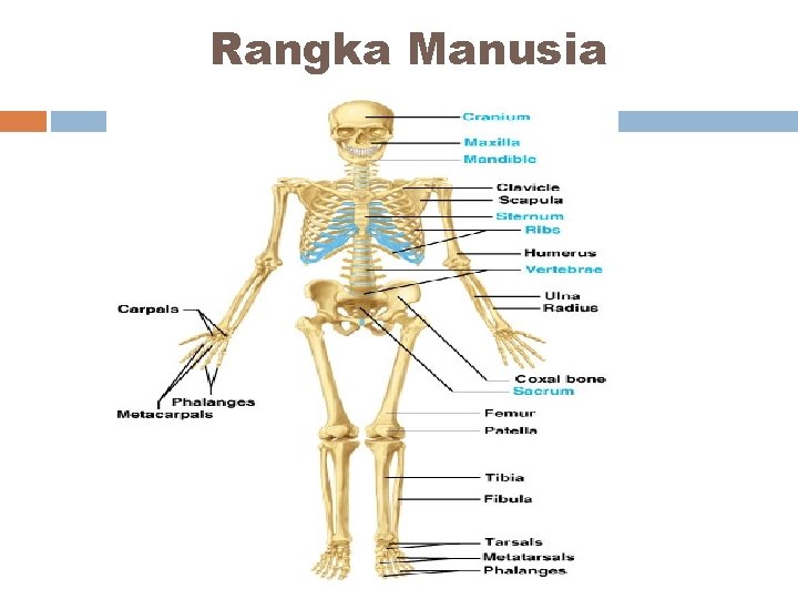 Rangka Manusia 