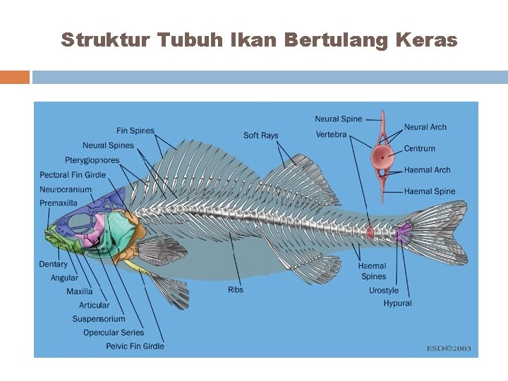 Struktur Tubuh Ikan Bertulang Keras 