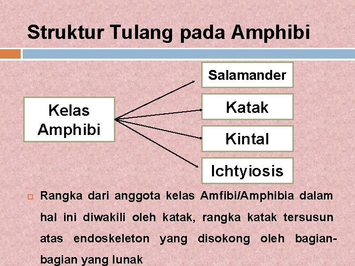 Struktur Tulang pada Amphibi Salamander Kelas Amphibi Katak Kintal Ichtyiosis Rangka dari anggota kelas