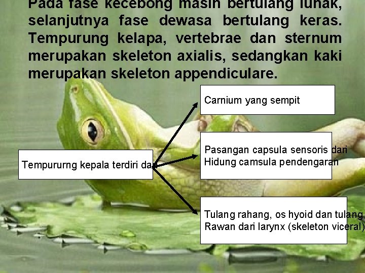 Pada fase kecebong masih bertulang lunak, selanjutnya fase dewasa bertulang keras. Tempurung kelapa, vertebrae