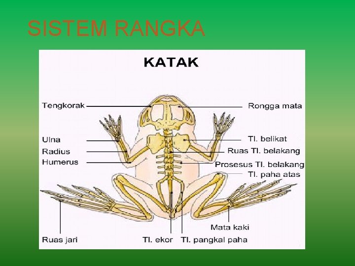 SISTEM RANGKA 