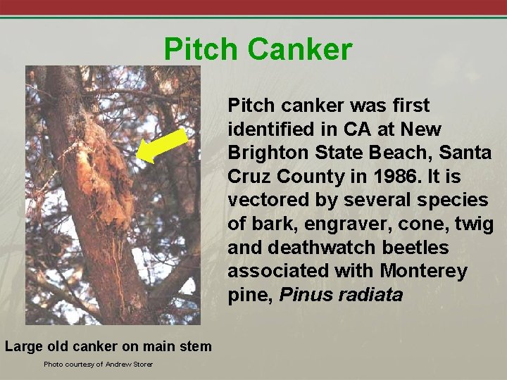 Pitch Canker Pitch canker was first identified in CA at New Brighton State Beach,
