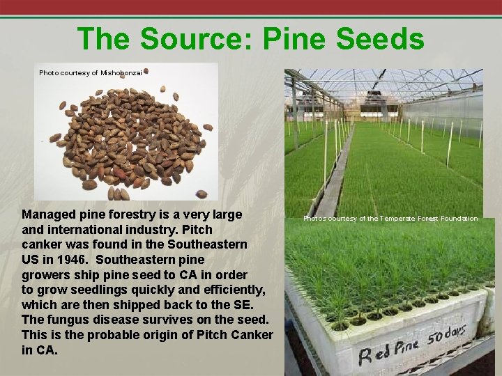 The Source: Pine Seeds Photo courtesy of Mishobonzai Managed pine forestry is a very