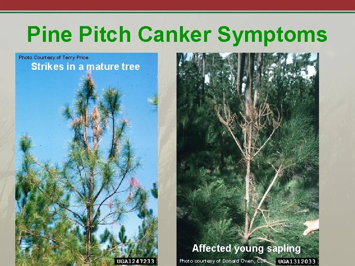 Pine Pitch Canker Symptoms Photo Courtesy of Terry Price Strikes in a mature tree