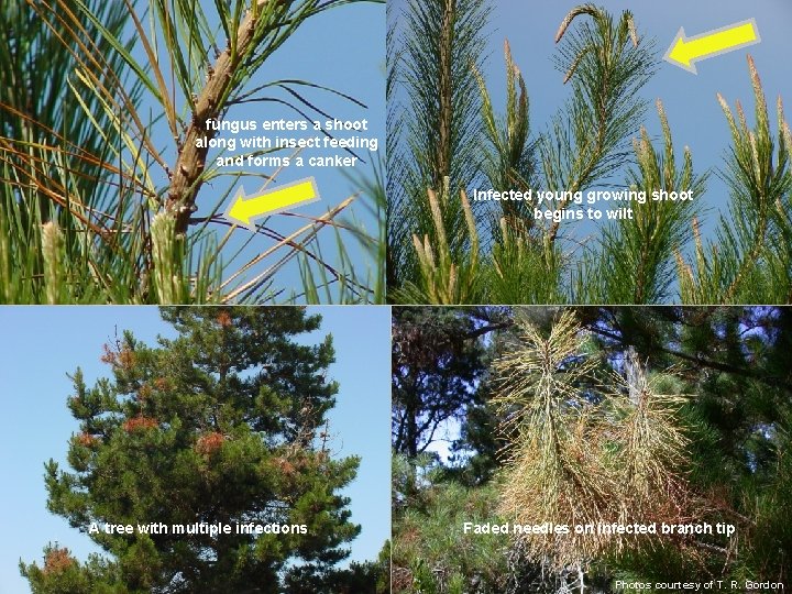 fungus enters a shoot along with insect feeding and forms a canker Infected young
