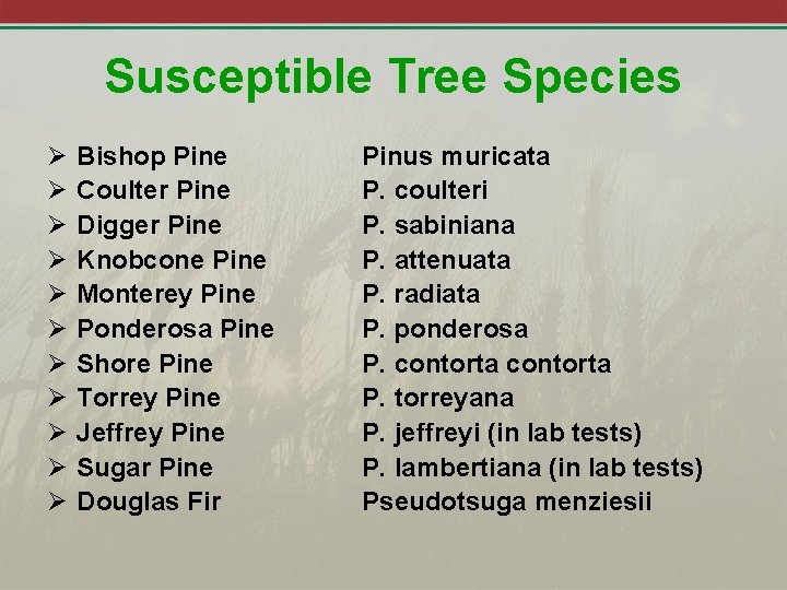 Susceptible Tree Species Ø Ø Ø Bishop Pine Coulter Pine Digger Pine Knobcone Pine