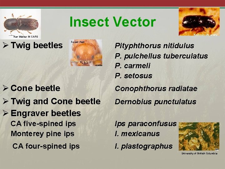 Insect Vector Kutztown University Ken Walker IN CAPS Ø Twig beetles Forest Pest Ø