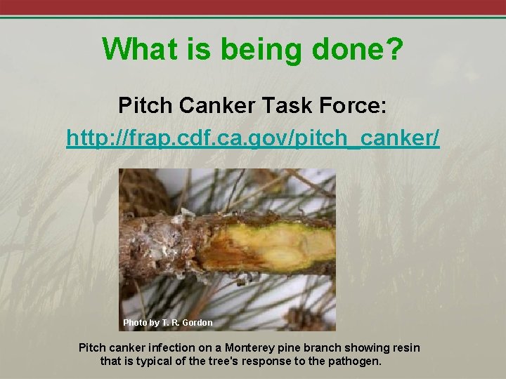 What is being done? Pitch Canker Task Force: http: //frap. cdf. ca. gov/pitch_canker/ Photo