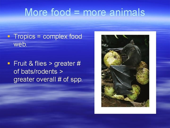 More food = more animals § Tropics = complex food web. § Fruit &
