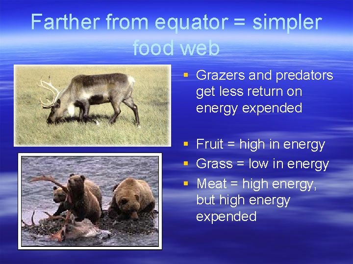 Farther from equator = simpler food web § Grazers and predators get less return