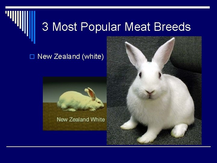 3 Most Popular Meat Breeds o New Zealand (white) 