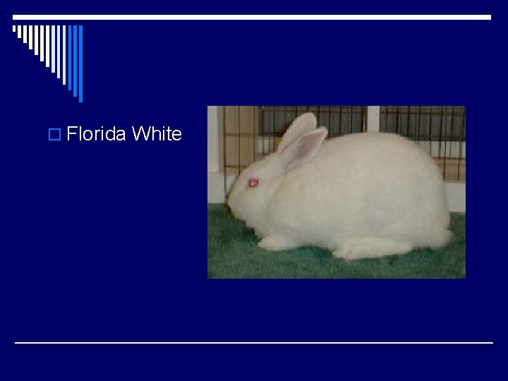 o Florida White 