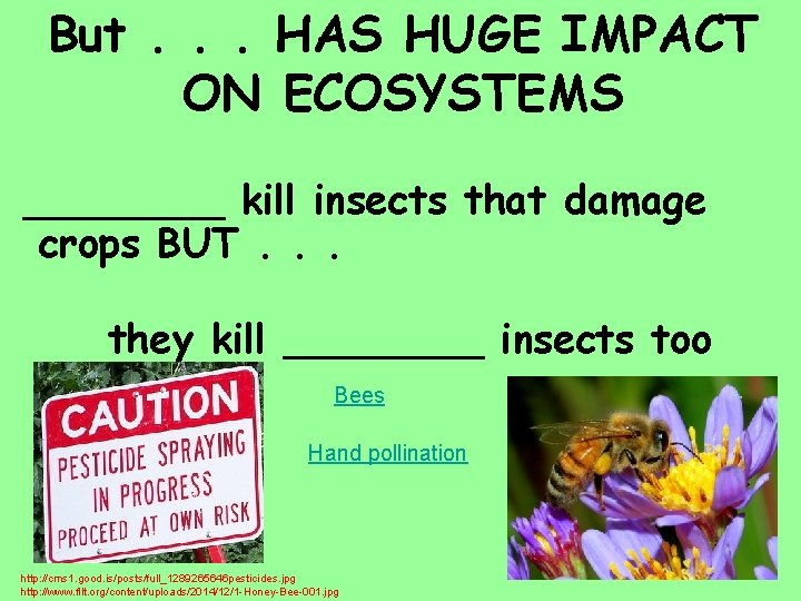 But. . . HAS HUGE IMPACT ON ECOSYSTEMS ____ kill insects that damage crops