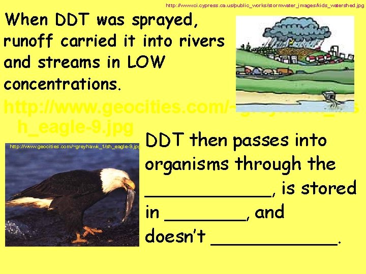 http: //www. ci. cypress. ca. us/public_works/stormwater_images/kids_watershed. jpg When DDT was sprayed, runoff carried it