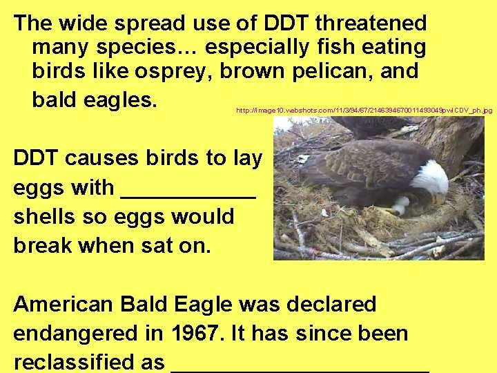 The wide spread use of DDT threatened many species… especially fish eating birds like