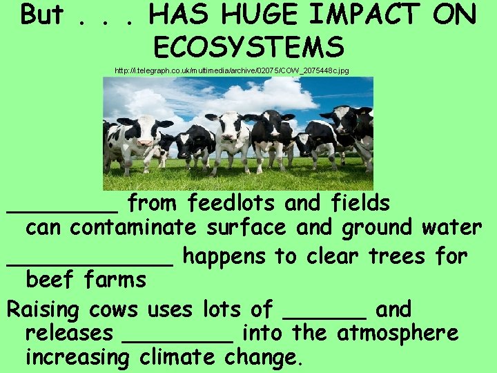 But. . . HAS HUGE IMPACT ON ECOSYSTEMS http: //i. telegraph. co. uk/multimedia/archive/02075/COW_2075448 c.