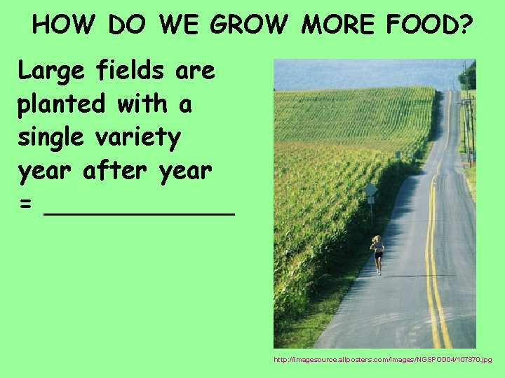 HOW DO WE GROW MORE FOOD? Large fields are planted with a single variety