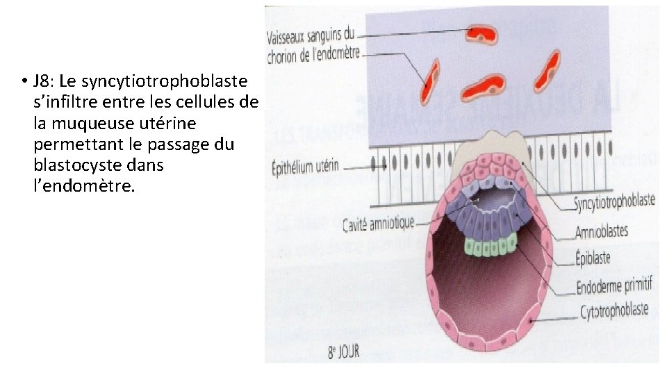 • J 8: Le syncytiotrophoblaste s’infiltre entre les cellules de la muqueuse utérine