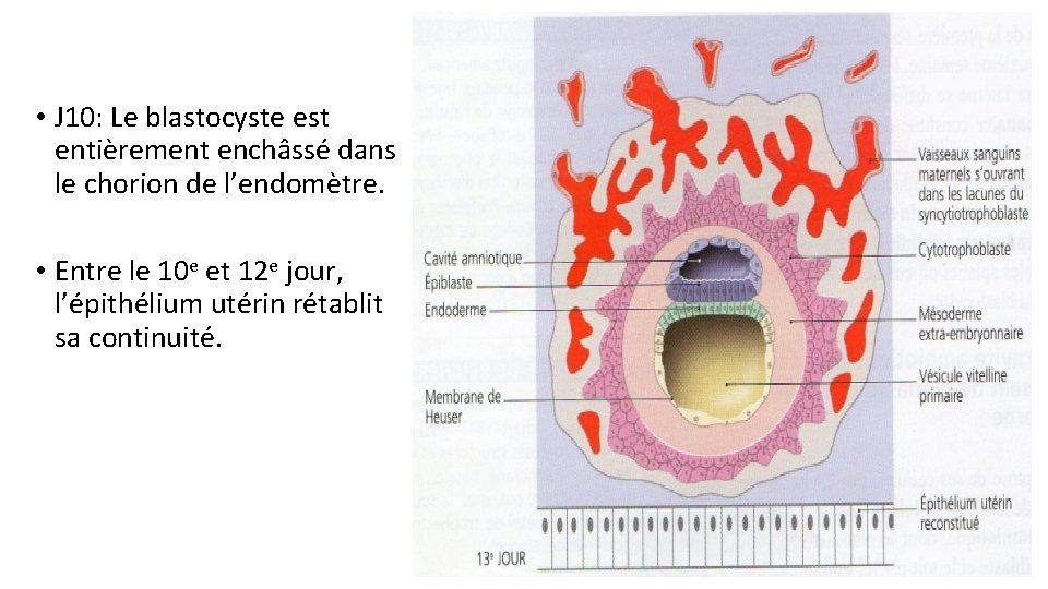 • J 10: Le blastocyste est entièrement enchâssé dans le chorion de l’endomètre.
