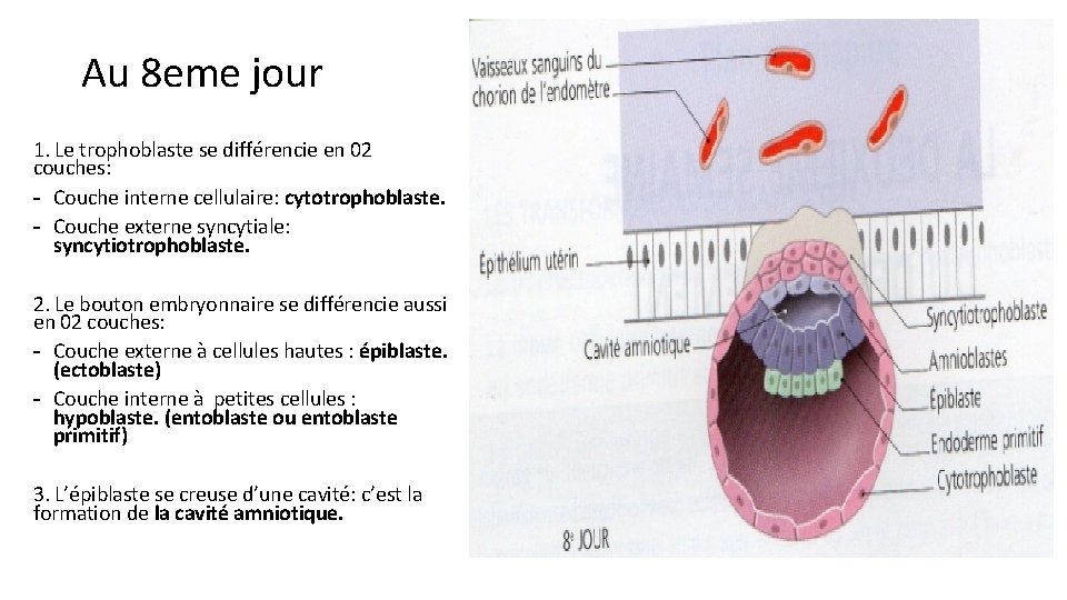 Au 8 eme jour 1. Le trophoblaste se différencie en 02 couches: - Couche