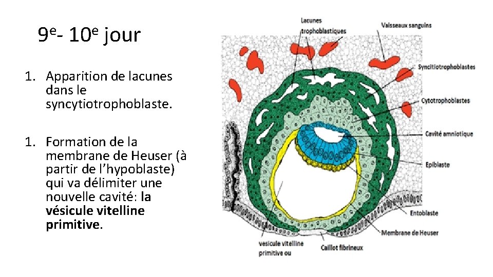 e 9 - e 10 jour 1. Apparition de lacunes dans le syncytiotrophoblaste. 1.