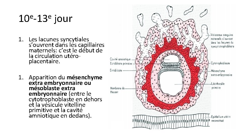 10 e-13 e jour 1. Les lacunes syncytiales s’ouvrent dans les capillaires maternels: c’est
