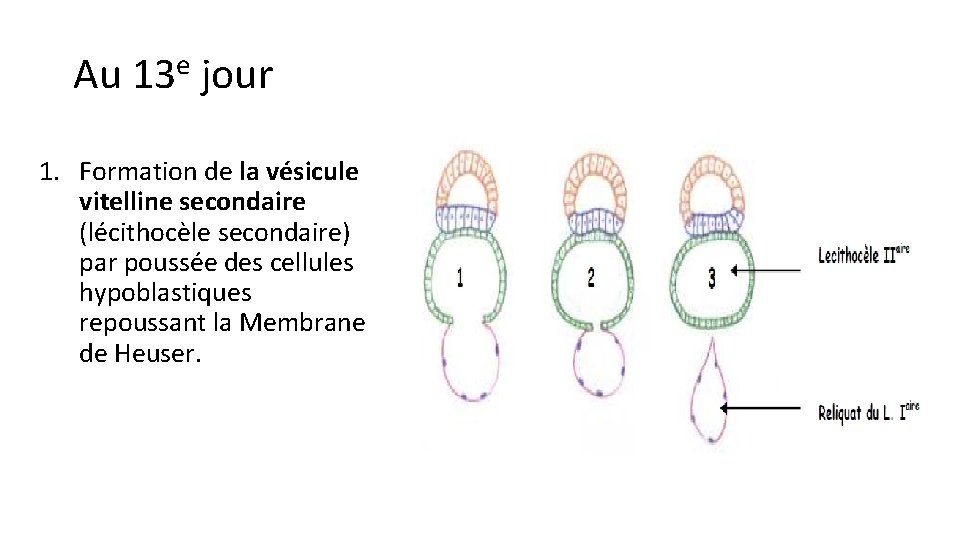 Au 13 e jour 1. Formation de la vésicule vitelline secondaire (lécithocèle secondaire) par