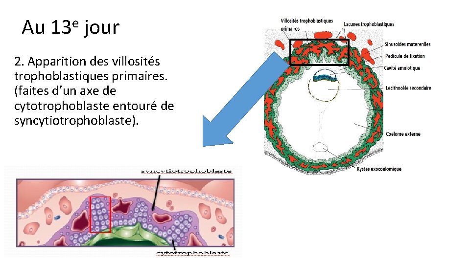 Au 13 e jour 2. Apparition des villosités trophoblastiques primaires. (faites d’un axe de