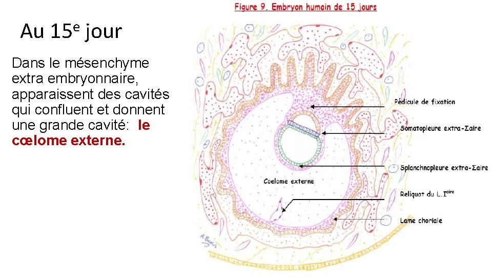 Au 15 e jour Dans le mésenchyme extra embryonnaire, apparaissent des cavités qui confluent