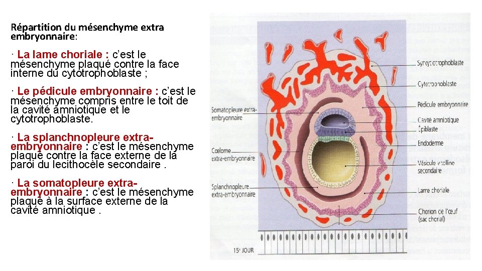Répartition du mésenchyme extra embryonnaire: · La lame choriale : c’est le mésenchyme plaqué