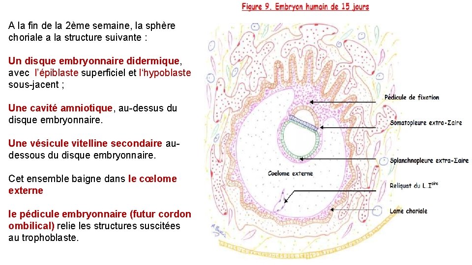 A la fin de la 2ème semaine, la sphère choriale a la structure suivante